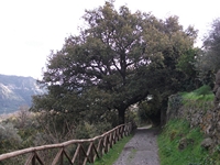 cantara gurne23122011 062